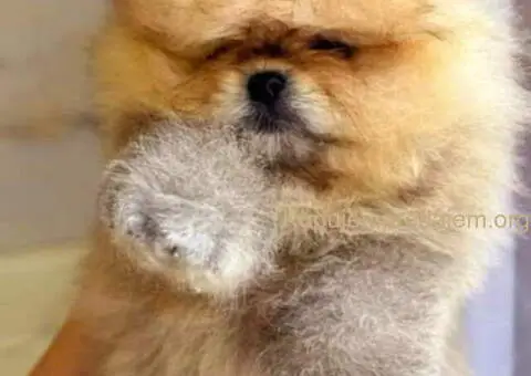 Prelepi POMERANCI vrhunske genetike - 4/7