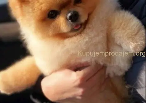 Prelepi POMERANCI vrhunske genetike - 5/7