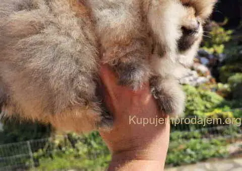 Prelepi POMERANCI vrhunske genetike - 6/7