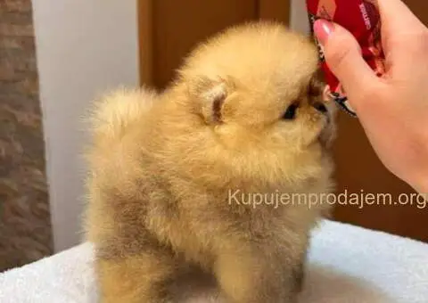 Prelepi POMERANCI vrhunske genetike - 7/7