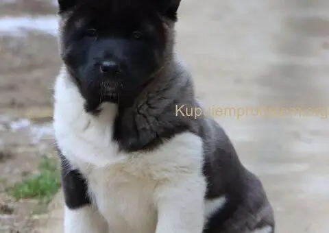 Američka Akita štenci - 1/8