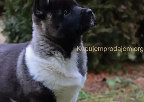 Američka Akita štenci - 2/8