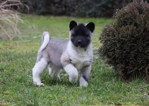 Američka Akita štenci - 3/8