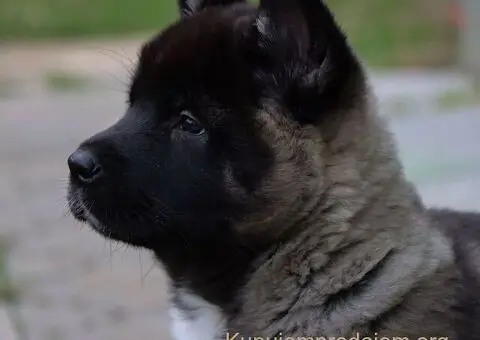 Američka Akita štenci - 4/8