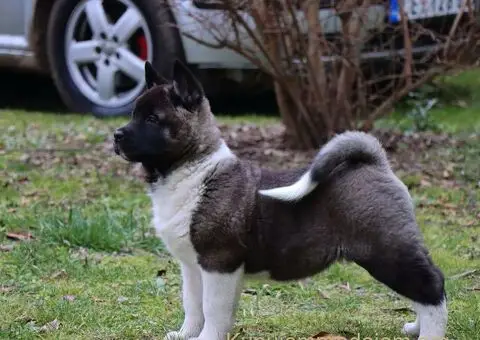 Američka Akita štenci - 5/8