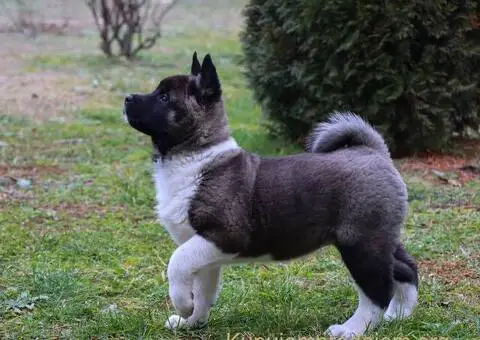 Američka Akita štenci - 6/8