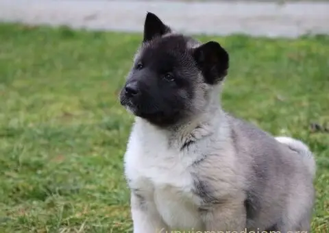 Američka Akita štenci - 7/8