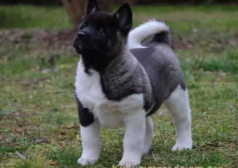 Američka Akita štenci - 8/8