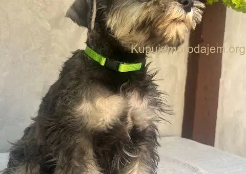 Patuljasti Šnaucer Minitaure Schnauzer