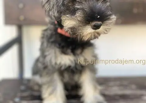 Patuljasti Šnaucer Minitaure Schnauzer - 2/2