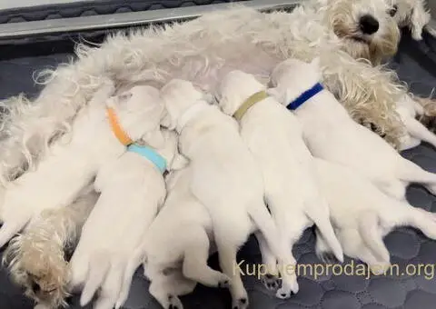 Odgajivacnica PATULJASTIH SNAUCERA Belih - 2/10