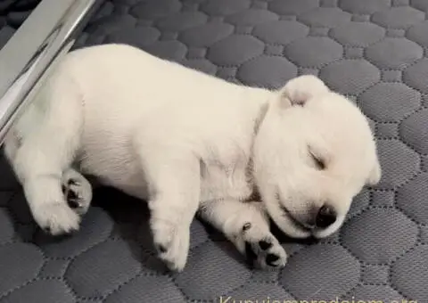 Odgajivacnica PATULJASTIH SNAUCERA Belih - 4/10