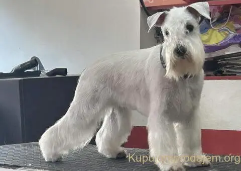 Odgajivacnica PATULJASTIH SNAUCERA Belih - 6/10