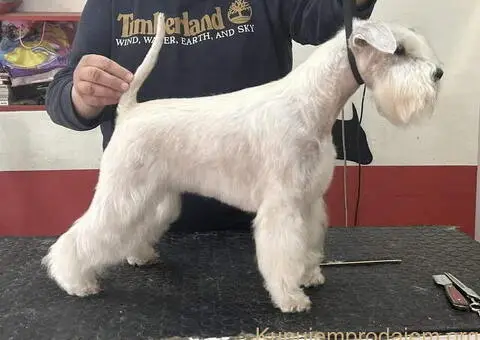 Odgajivacnica PATULJASTIH SNAUCERA Belih - 7/10