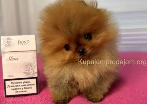 BOO - pomeranci - 1/10