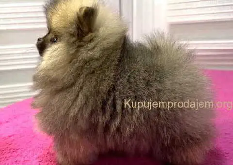 BOO - pomeranci - 2/10