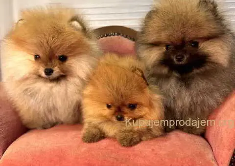 BOO - pomeranci - 3/10