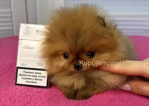 BOO - pomeranci - 4/10