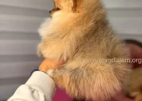 BOO - pomeranci - 6/10