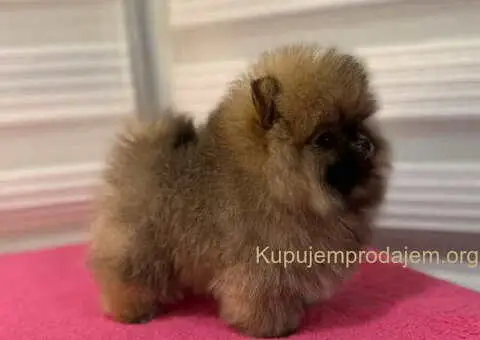 BOO - pomeranci - 7/10