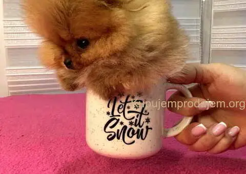 BOO - pomeranci - 8/10