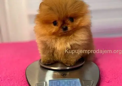 BOO - pomeranci - 9/10