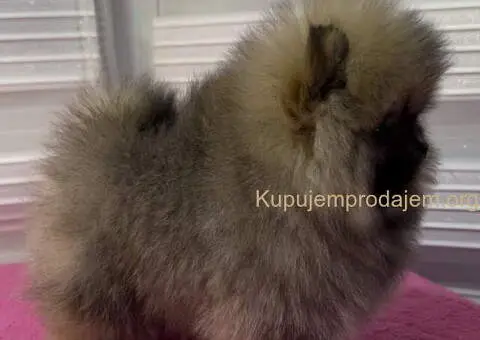 BOO - pomeranci - 10/10