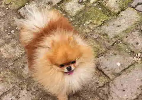 Dostupan muzijak POMERANCA 2 godine - 1/4