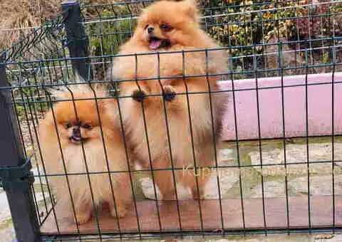 Dostupan muzijak POMERANCA 2 godine - 2/4