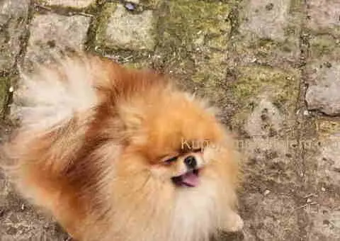 Dostupan muzijak POMERANCA 2 godine - 3/4