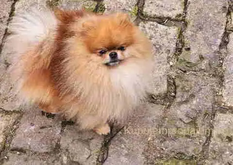 Dostupan muzijak POMERANCA 2 godine - 4/4