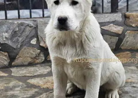 Na prodaju štenci srednjeazijskog ovčara - 1/4