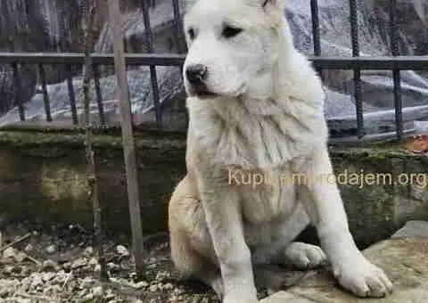 Na prodaju štenci srednjeazijskog ovčara - 2/4