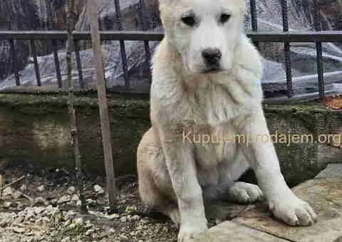 Na prodaju štenci srednjeazijskog ovčara - 3/4