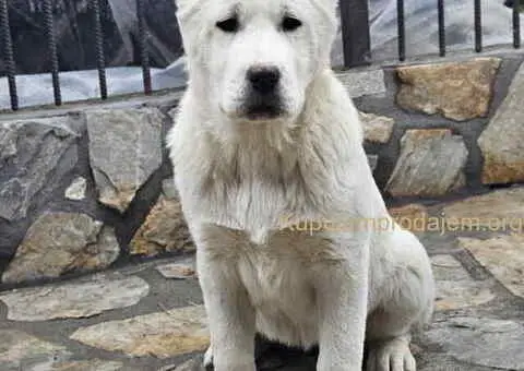 Na prodaju štenci srednjeazijskog ovčara - 4/4