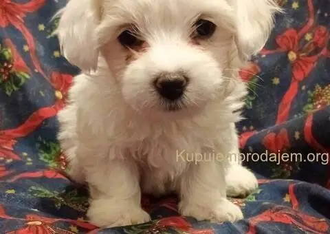 Prodajem  štence Coton de Tuleara - 1/5