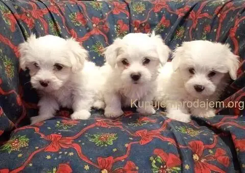 Prodajem  štence Coton de Tuleara - 2/5