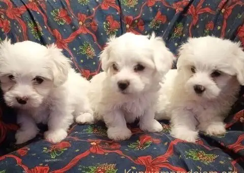 Prodajem  štence Coton de Tuleara - 3/5