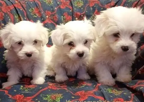 Prodajem  štence Coton de Tuleara - 4/5
