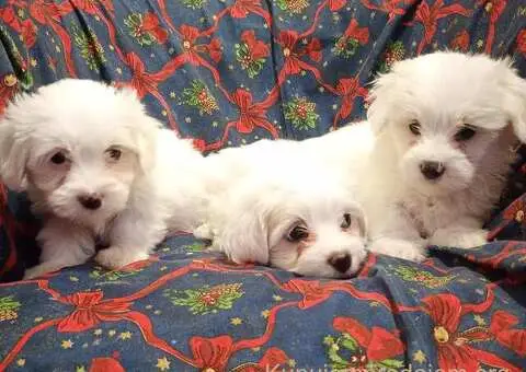 Prodajem  štence Coton de Tuleara - 5/5