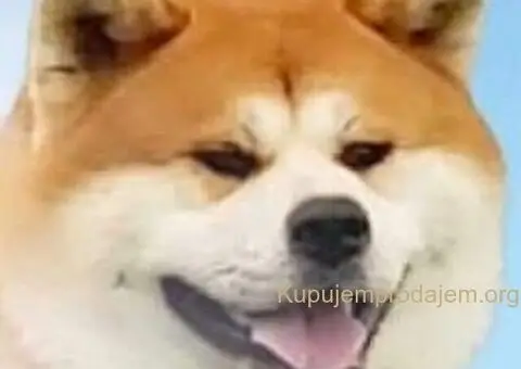 Japanska Akita štenci na prodaju - 1/15