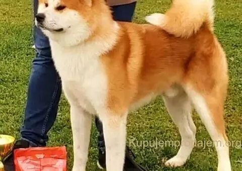 Japanska Akita štenci na prodaju - 2/15