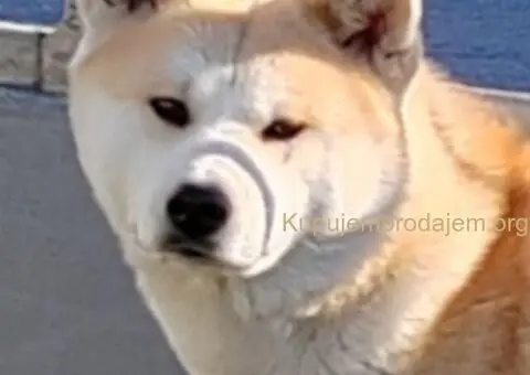 Japanska Akita štenci na prodaju - 3/15