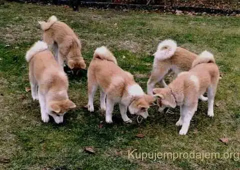 Japanska Akita štenci na prodaju - 4/15
