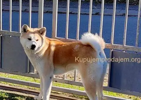 Japanska Akita štenci na prodaju - 5/15