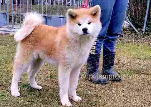 Japanska Akita štenci na prodaju - 6/15