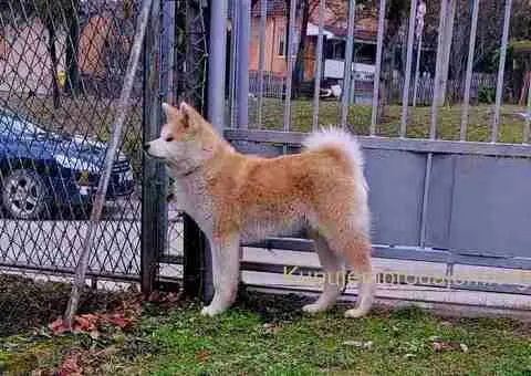 Japanska Akita štenci na prodaju - 7/15