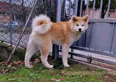 Japanska Akita štenci na prodaju - 8/15