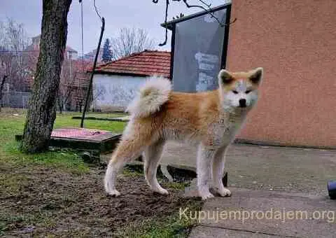 Japanska Akita štenci na prodaju - 9/15