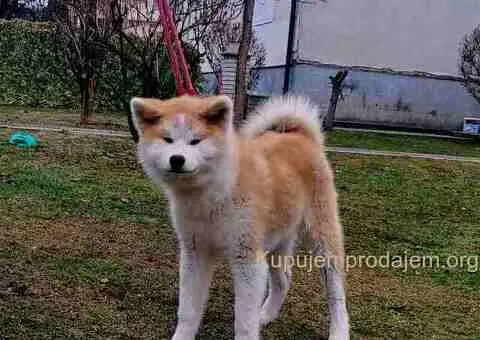 Japanska Akita štenci na prodaju - 10/15